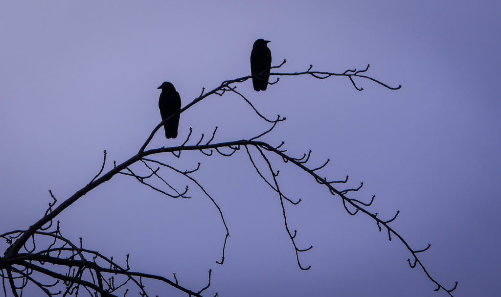 Paired Crows at the University of Washington - Seattle