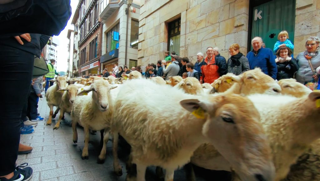 Sheep in Ordizia