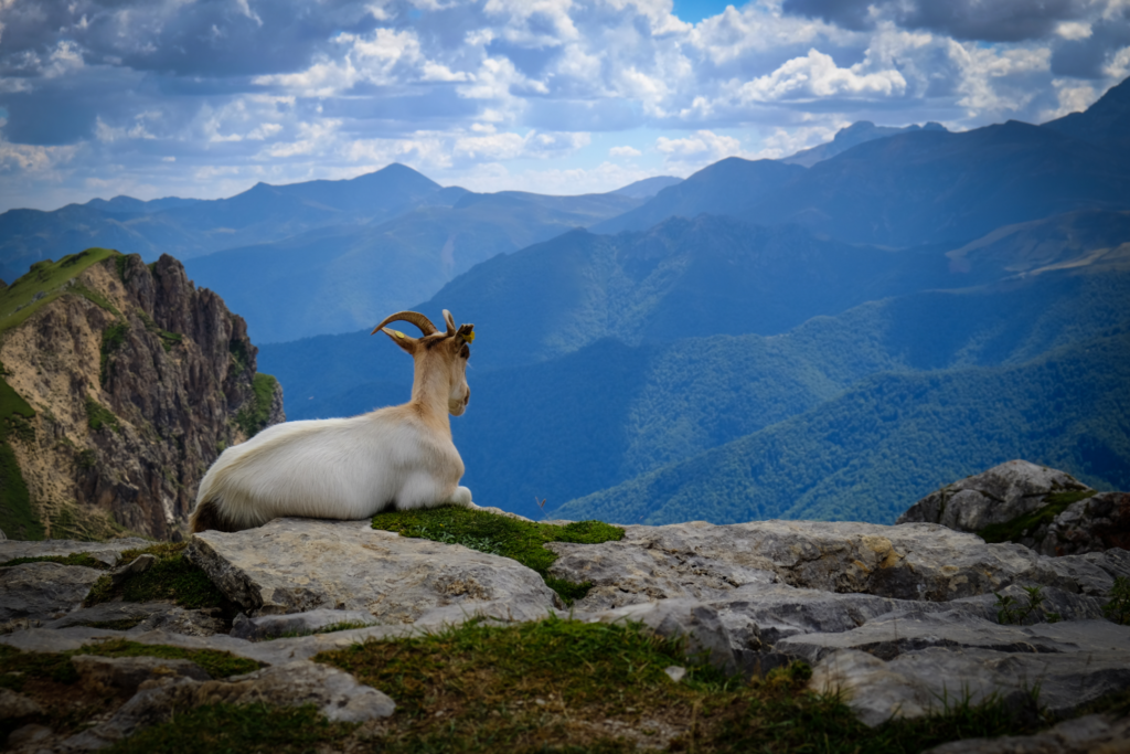 Goat on top of Picos de Europa