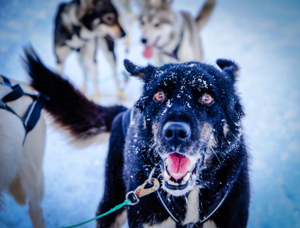 Sled dog