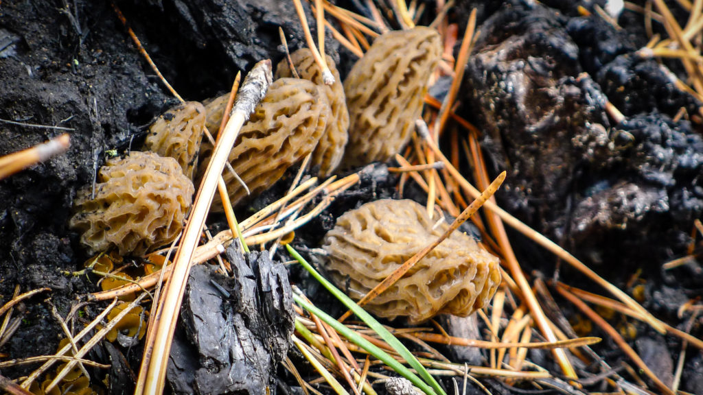 Blonde morel mushrooms