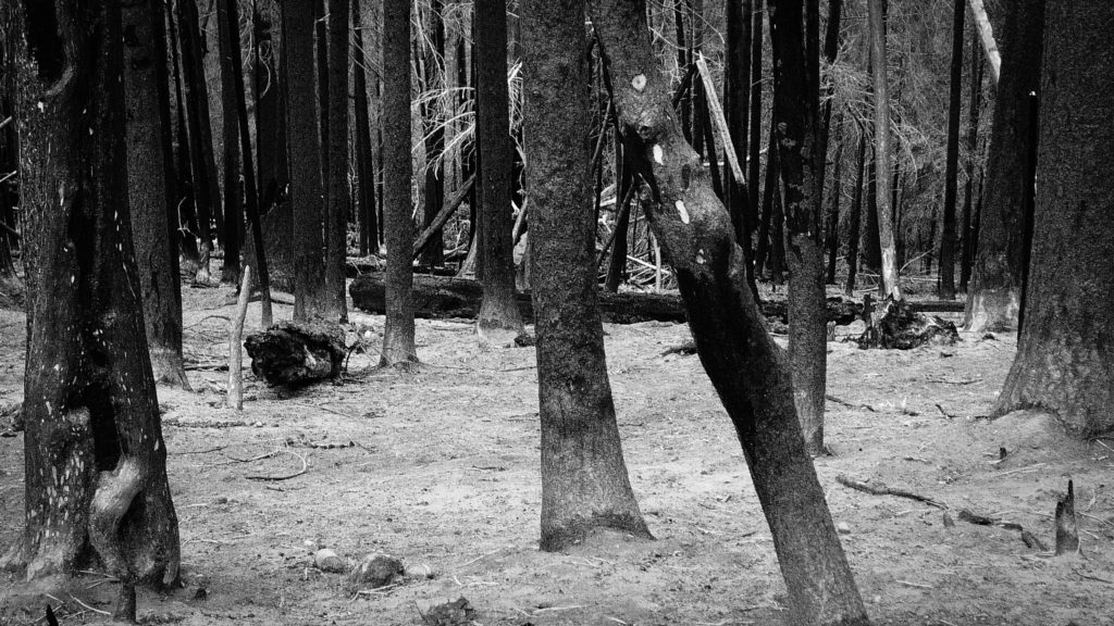 Burned out forest in the Cascades Range