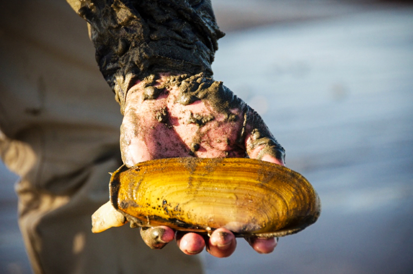 Pacific golden razor clam