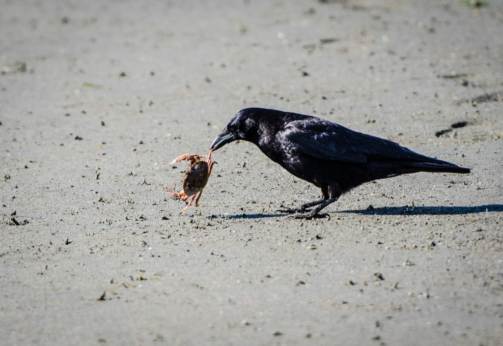 Crow and crab