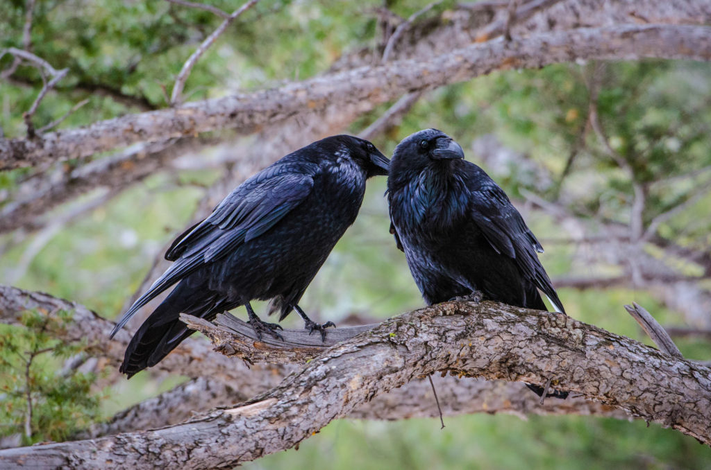 A pair of preening crows